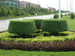盐田社区绿化是深圳华磊园林绿化公司建设施工的